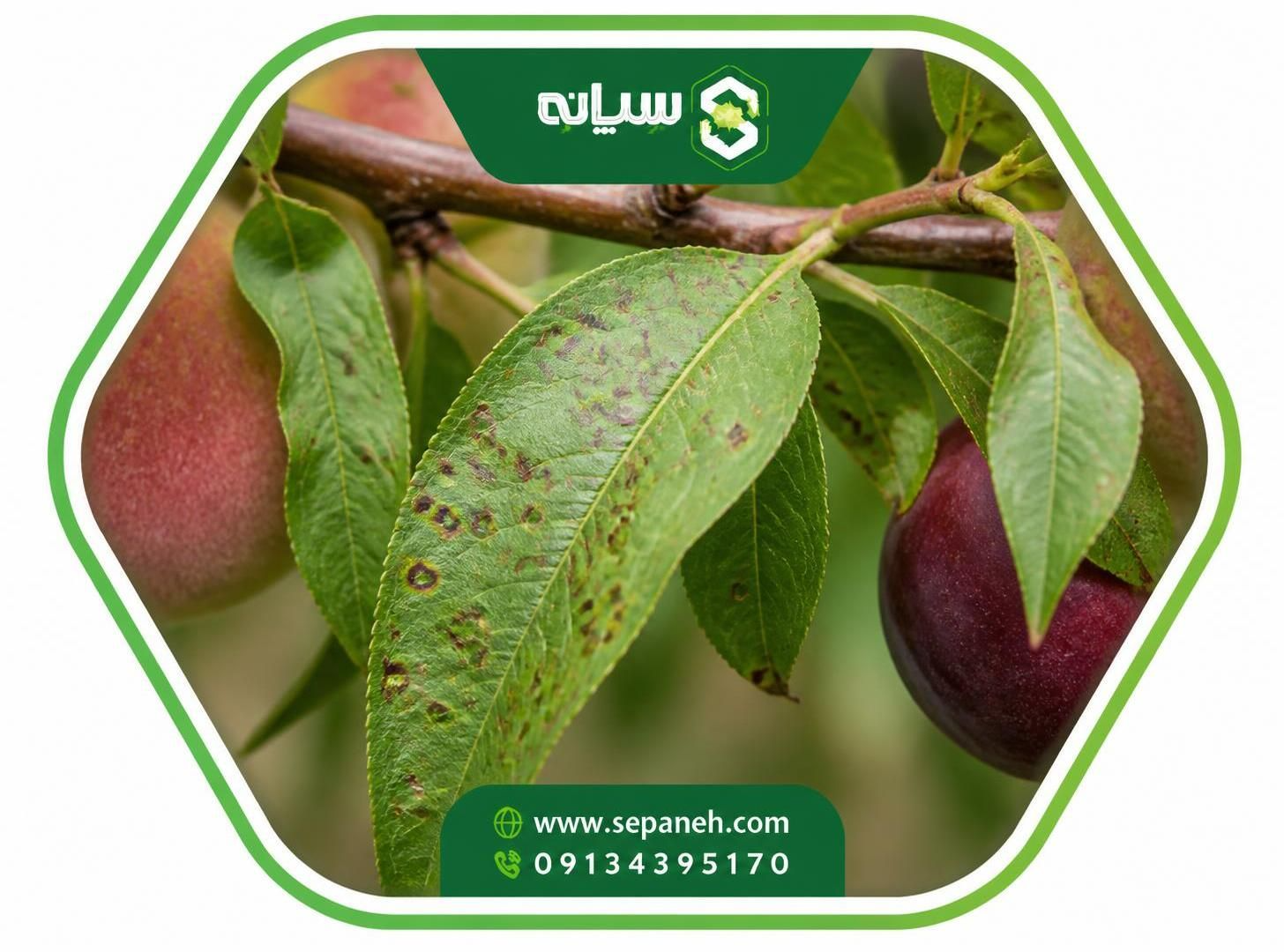 لکه غربالی درختان میوه هسته دار
